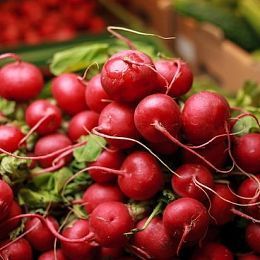 Редис. Горелово