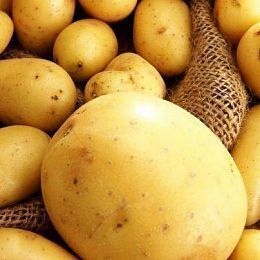 Картофель Египет