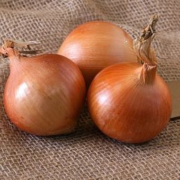 Лук репчатый