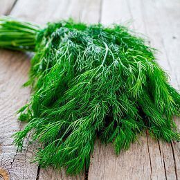 Укроп. Горелово