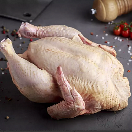 Цыпленок домашний